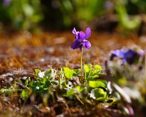 Preview wallpaper flower, purple, macro, plant, spring