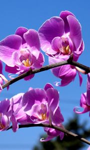 Preview wallpaper flower, purple, macro, sky, blue