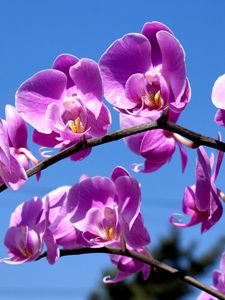 Preview wallpaper flower, purple, macro, sky, blue