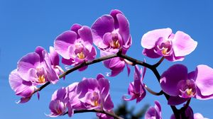 Preview wallpaper flower, purple, macro, sky, blue