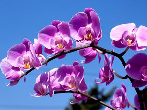 Preview wallpaper flower, purple, macro, sky, blue