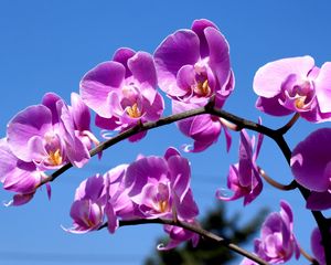 Preview wallpaper flower, purple, macro, sky, blue