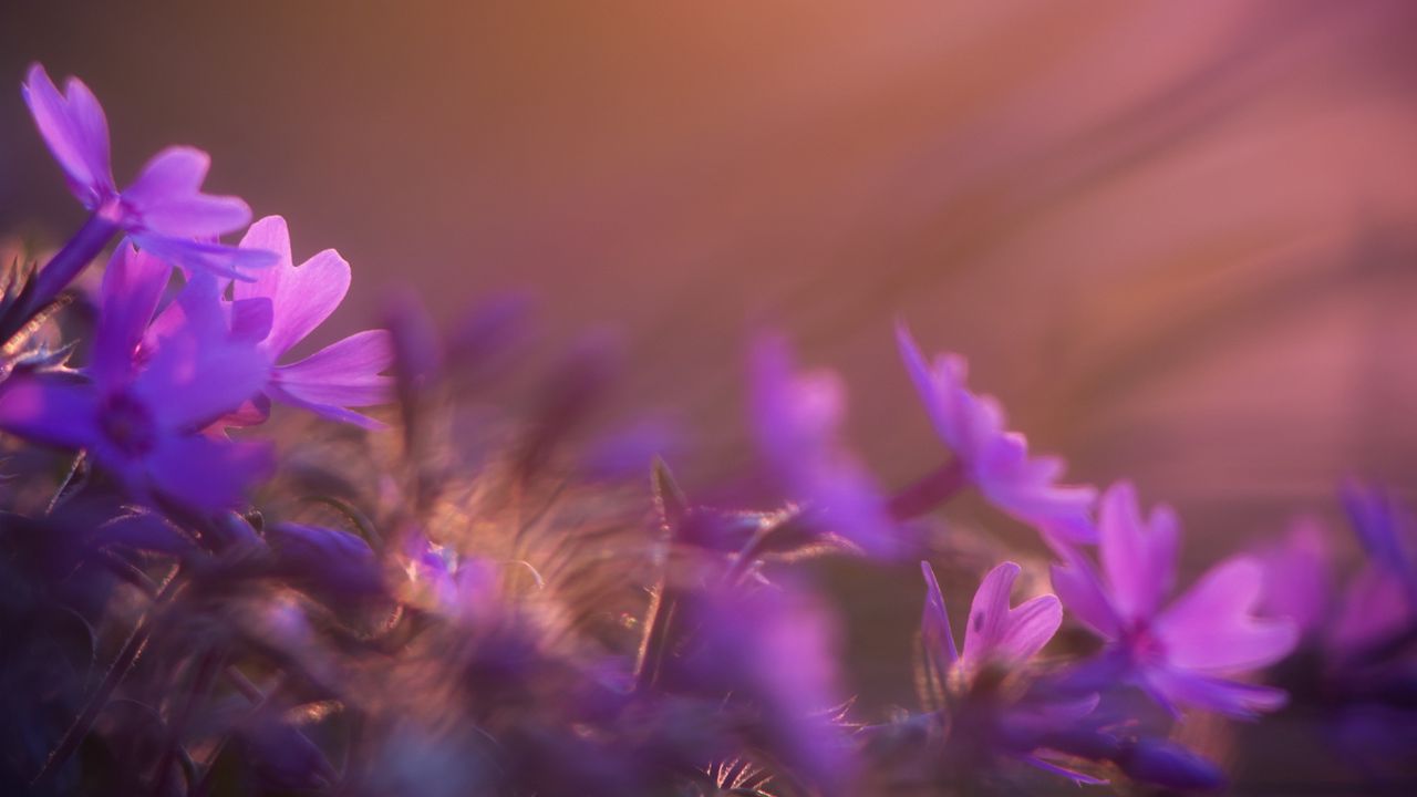 Wallpaper flower, purple, petal, sunset, field, meadow