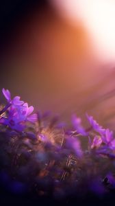 Preview wallpaper flower, purple, petal, sunset, field, meadow