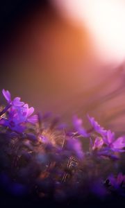 Preview wallpaper flower, purple, petal, sunset, field, meadow