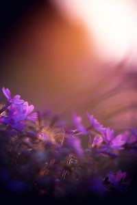 Preview wallpaper flower, purple, petal, sunset, field, meadow