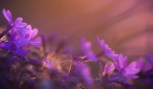 Preview wallpaper flower, purple, petal, sunset, field, meadow