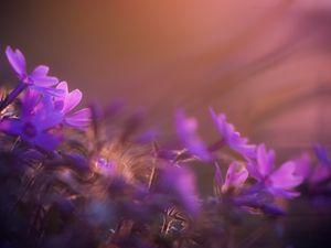 Preview wallpaper flower, purple, petal, sunset, field, meadow