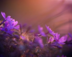 Preview wallpaper flower, purple, petal, sunset, field, meadow