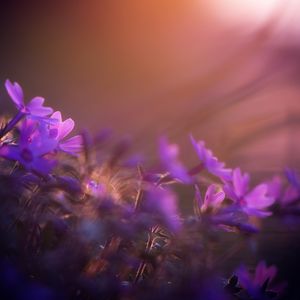 Preview wallpaper flower, purple, petal, sunset, field, meadow