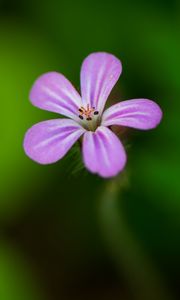 Preview wallpaper flower, purple, petals, macro