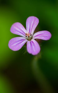 Preview wallpaper flower, purple, petals, macro