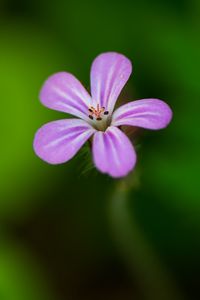 Preview wallpaper flower, purple, petals, macro