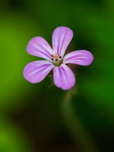 Preview wallpaper flower, purple, petals, macro