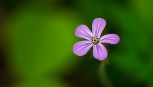 Preview wallpaper flower, purple, petals, macro