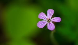Preview wallpaper flower, purple, petals, macro