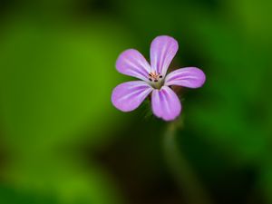 Preview wallpaper flower, purple, petals, macro