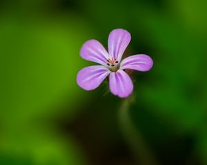 Preview wallpaper flower, purple, petals, macro