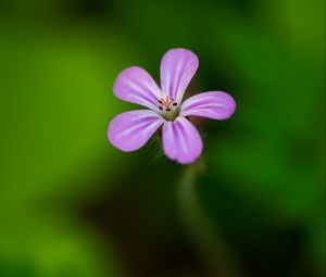 Preview wallpaper flower, purple, petals, macro