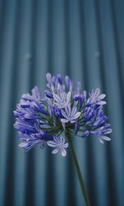 Preview wallpaper flower, purple, plant, macro