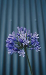 Preview wallpaper flower, purple, plant, macro