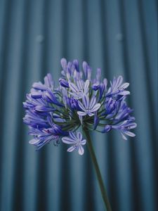 Preview wallpaper flower, purple, plant, macro