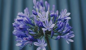 Preview wallpaper flower, purple, plant, macro