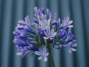 Preview wallpaper flower, purple, plant, macro