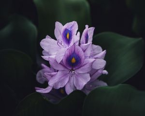 Preview wallpaper flower, purple, plant, bloom, macro