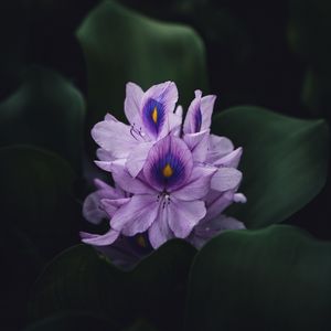 Preview wallpaper flower, purple, plant, bloom, macro
