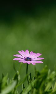 Preview wallpaper flower, purple, plant, grasses