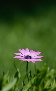 Preview wallpaper flower, purple, plant, grasses