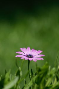 Preview wallpaper flower, purple, plant, grasses