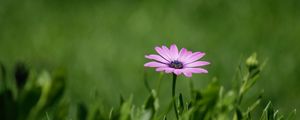 Preview wallpaper flower, purple, plant, grasses