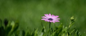 Preview wallpaper flower, purple, plant, grasses