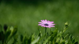 Preview wallpaper flower, purple, plant, grasses