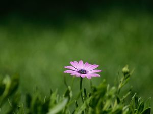 Preview wallpaper flower, purple, plant, grasses