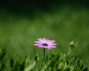 Preview wallpaper flower, purple, plant, grasses