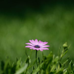 Preview wallpaper flower, purple, plant, grasses