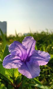 Preview wallpaper flower, purple, plant, bloom