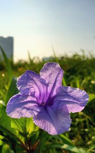 Preview wallpaper flower, purple, plant, bloom