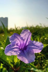 Preview wallpaper flower, purple, plant, bloom