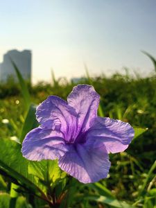 Preview wallpaper flower, purple, plant, bloom