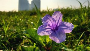 Preview wallpaper flower, purple, plant, bloom