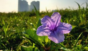 Preview wallpaper flower, purple, plant, bloom