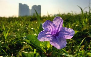 Preview wallpaper flower, purple, plant, bloom