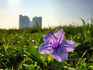 Preview wallpaper flower, purple, plant, bloom