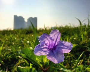 Preview wallpaper flower, purple, plant, bloom