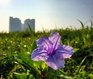 Preview wallpaper flower, purple, plant, bloom