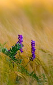 Preview wallpaper flower, purple, spikelets, plant, macro